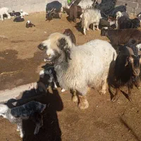 میش بختیاری|حیوانات مزرعه|مرودشت, شهرک مهدیه|دیوار