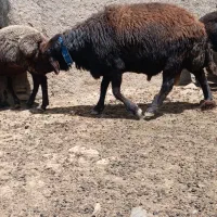 قوچ همو