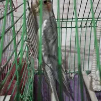 پرنده|پرنده|کرج, برغان|دیوار