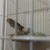 قناری ماده