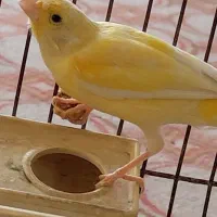 ماده لیمویی و سرامیکی سرخ نر‌ مست