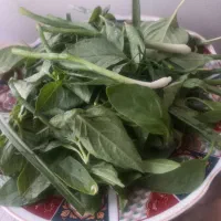 گل و گیاه
