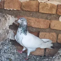 کبوتر طوقی هفترنگ تازه داره خال میریزه پاکستانی|پرنده|آق قلا, |دیوار