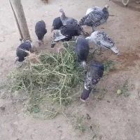 بوقلمون|حیوانات مزرعه|زاغه, |دیوار