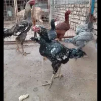 تخم لاری نطفه دار