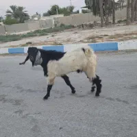 یک عدد پازن