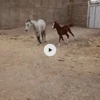 اسب مادیان به همراه کره