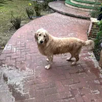 گمشده، مژدگانی نقد|حیوانات|ایذه, |دیوار