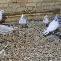 فروش یا معاوضه|پرنده|خرمشهر, |دیوار