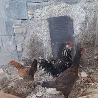 مرغ و خروس