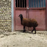 بره قوچ همو