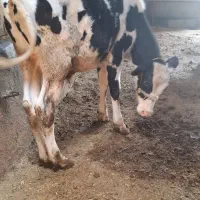 دو تا گوساله نر  گاو
