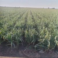 فروش سیر سرپایی