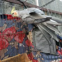 عروس هندی نر