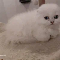 اسکاتیش سیلور چینچیلا لانگهیر