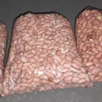 بادام زمینی آستانه اشرفیه|خوردنی و آشامیدنی|محمدیه-قزوین, |دیوار