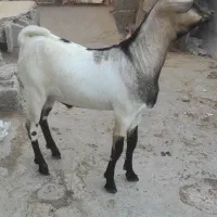 کهره نری صومال