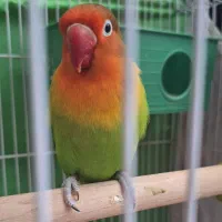 طوطی کوتوله برزیلی