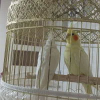 عروس هلندی|پرنده|ایرانشهر, |دیوار