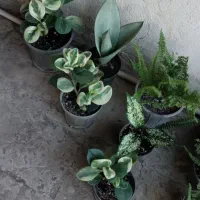 گلهای آپارتمانی و محیط باز