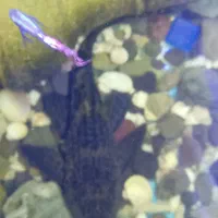 فروش آکواریوم ماهی|ماهی|رشت, معلم|دیوار