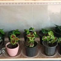 گل وگیاه دونه ای ۵۰تومن