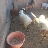 بره ماده سبک وزن