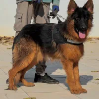 سگ ژرمن شپرد شولاین نر شش ماه جثه درشت فی ۲۵م ت