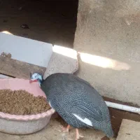 مرغ شاخدار سیساک|حیوانات مزرعه|هادی شهر, |دیوار