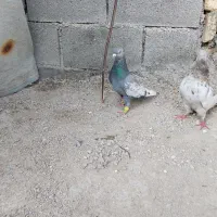 سینه سبز بزن