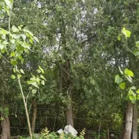 اجاره-سالیانه-میتونیم-باهاتون-قرارداد5ساله-ببندیم