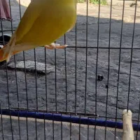 طوطی برزیلی دستی