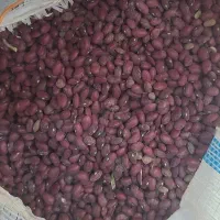 لوبیا قرمز بذر و خوراک