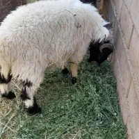 فروش دام|حیوانات مزرعه|گلباف, |دیوار