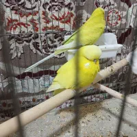 جفت مرغ عشق انگلیسی مولد|پرنده|تهران, بهارستان|دیوار