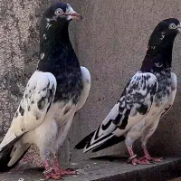 تیدی پاکستانی همه دهن جور