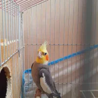 عروس هلندی|پرنده|فومن, |دیوار