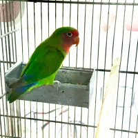 طوطی برزیلی نر