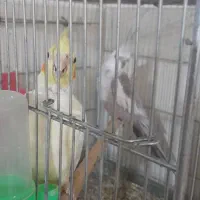 عروس هلندی مولد