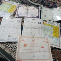 کبوتر مسافت بلند وسرعتی|پرنده|بیرجند, |دیوار