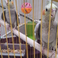 عروس هلندی