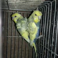 مرغ عشق پروانه ای دوگول رنگین کمانی با جوجه سرلاکی|پرنده|تهران, شمشیری|دیوار