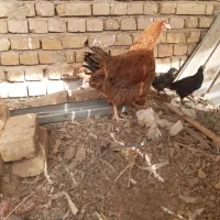 مرغ کرج همراه با 4 عدد جوجه پر پا