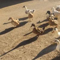 ۱۲عدداردک|حیوانات مزرعه|حسین آباد, |دیوار