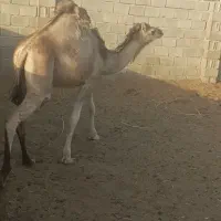 شتر سه سال