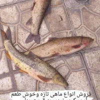 ماهی ارس تازه وخوشمزه|خوردنی و آشامیدنی|جلفا, |دیوار