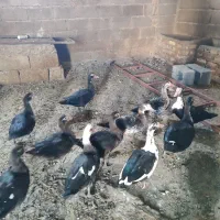 اردک اسرائیلی|حیوانات مزرعه|صحنه, |دیوار