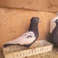 کله سیاه گمشده