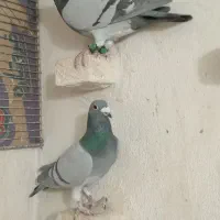 کفتر پلاکی|پرنده|شیراز, سلطان آباد|دیوار