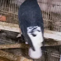 دم سفید مهر.کفترپرشی قاره دم سفی سبزدم سفید|پرنده|تهران, بیسیم|دیوار